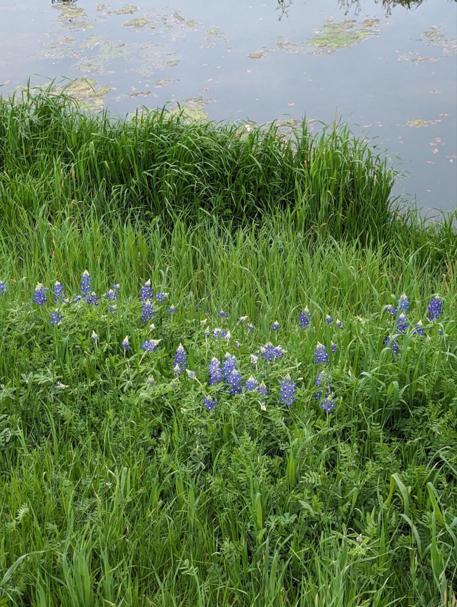 Spring bluebonnets