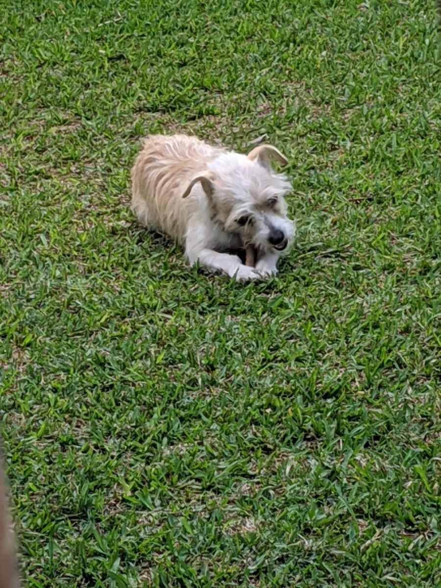 healing power of animals