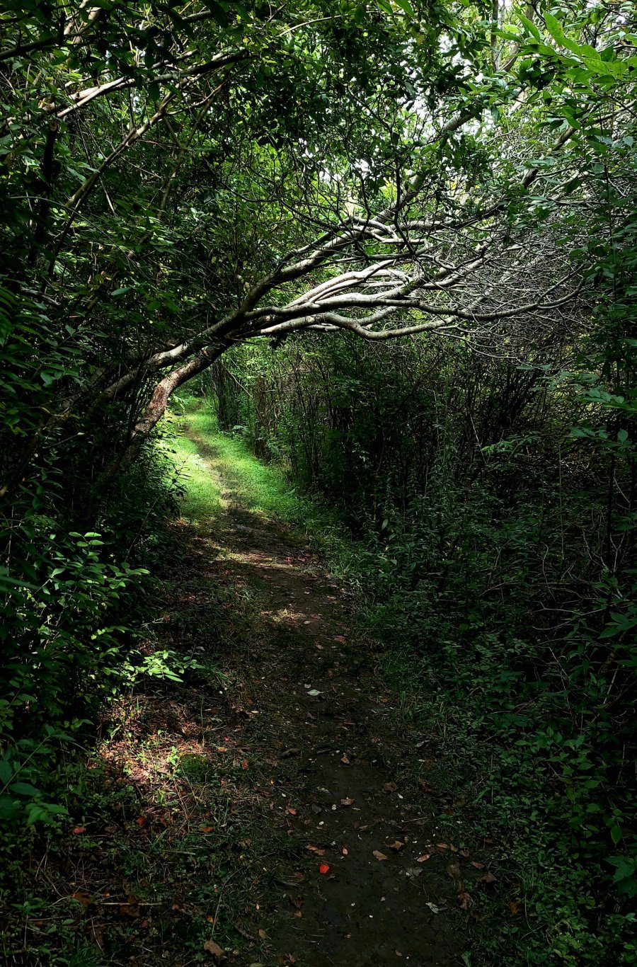 path in the woods
